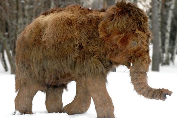Our Very Own Baby Woolly Mammoth