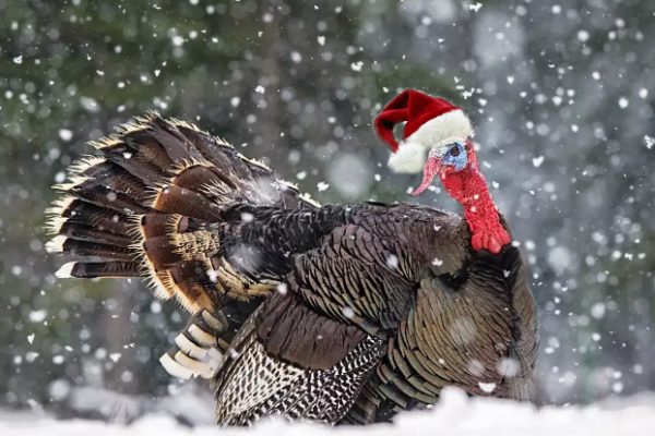 Santa Claus Pardons The Turkey Of Thanksgiving