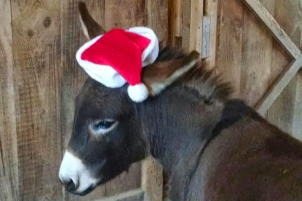 Dominic The Donkey Saved Christmas 1958